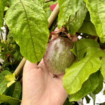 Marakuja - Múčenka (Passiflora) ´PURPLE HAZE´ - výška 160-190 cm, kont. C2L